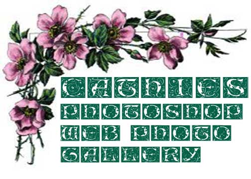 Cathie's Photoshop Web Photo Gallery